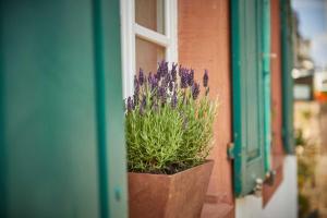 a potted plant with purple flowers in front of a window at NEU!!! Moselbleibe Uferallee in Bernkastel-Kues