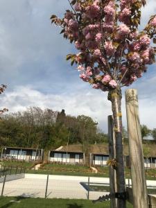 uma árvore com flores cor-de-rosa em cima de uma cerca em Agricamping Al grappolo diVino em Lazise