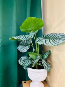 a green plant in a white vase on a table at Queen Size Studio in Solinea, Cebu City in Cebu City