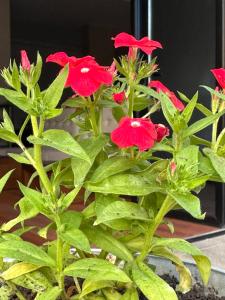 um grupo de flores vermelhas numa planta em 3B Suites Boutique Hotel em Sarandë