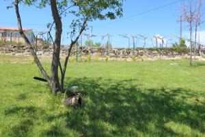 un gato sentado en el césped junto a un árbol en Casas do Campo da Moita, en Baião