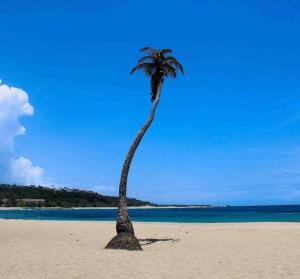 una palmera en una playa de arena en Brisas de Isabela Cozy Glamper 1, en Isabela