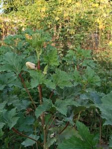 Ein Haufen grüner Pflanzen auf einem Feld in der Unterkunft Agrabeli Cottage in Platanos in Plátanos