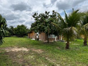 une maison avec une cour bordée de palmiers. dans l'établissement Maria's Tiny Barn, à Homestead