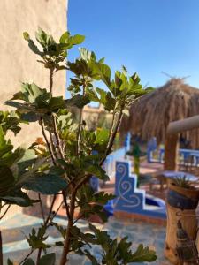 a tree with leaves in front of a building at Auberge Kasbah Dar Sahara Tours in Mhamid