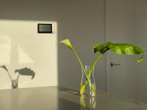 un vaso di vetro con una pianta sul tavolo di Queensview168 Apartments Moonee Ponds a Melbourne