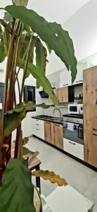 uma cozinha com uma grande planta verde no primeiro plano em ANDIRIVIENI☆LECCE ☆CASA VACANZE LECCE em Lecce