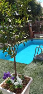 a tree in a pot next to a swimming pool at Casa Le Rose in Palermo
