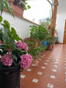 una fila de plantas y flores en un suelo de baldosa en Las Flores de San Basilio, en Córdoba