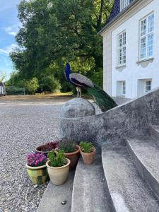 un pavo real sentado en una roca junto a algunas plantas en Rosenlund Gods - kælder B&B en Sakskøbing