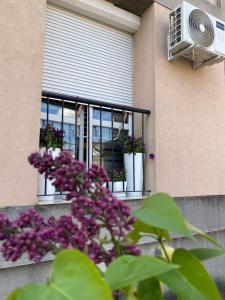 a window of a building with purple flowers on it at Apartman Marina Aranđelovac in Arandjelovac