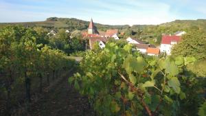 a view of a vineyard with a town in the background at Weingut Will und Würz in Schwaigern