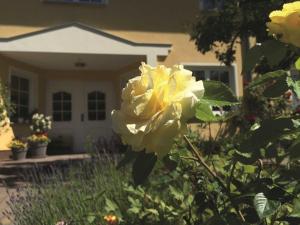 a yellow rose in front of a house at Ferienwohnung Muehlenblick in Benz