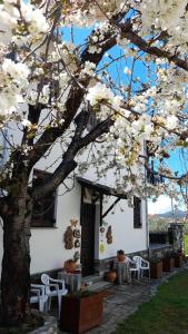 un albero con fiori bianchi di fronte a un edificio di Studio Sevasti a Kala Nera