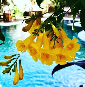 a bunch of yellow flowers next to a swimming pool at Pousada Mangue Sereno in Caraíva