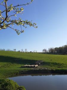 TieltにあるSheepinn hoekjeの木の隣の畑の小さな池