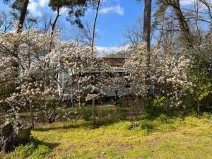 恩斯赫德的住宿－Ruime Chalet i/h bos met grote tuin en zwembad，屋前有白色花的树