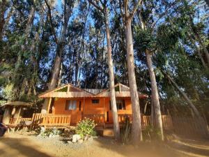 a house in the middle of a forest at FULL SPA ISLA NEGRA Suites in Isla Negra