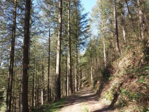 un chemin de terre dans une forêt avec de grands arbres dans l'établissement APPARTEMENT GEICHLINGEN, à Geichlingen