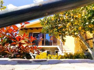 an orange tree in front of a house at Le fresie 