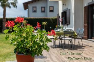 um vaso de plantas com flores vermelhas num pátio em Casa Il Geranio em Piedimonte Etneo