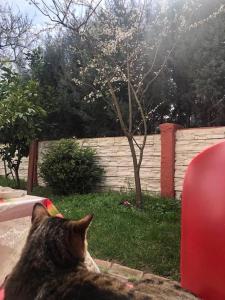 un chat assis sur une chaise en regardant une clôture dans l'établissement Eren Villa, à Sapanca