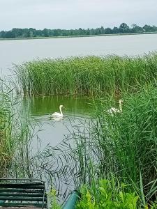 twee zwanen zwemmen in het water op een meer bij U Stasia in Uścimów