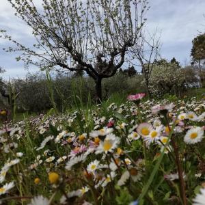 Giardino di BeBrettino Atipico. Un into the wild tranquillo