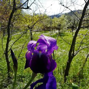 Paesaggio naturale nelle vicinanze of country house