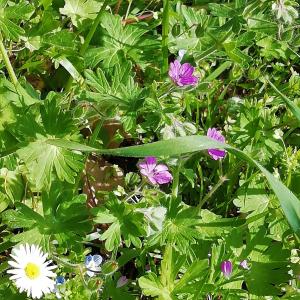 Giardino di BeBrettino Atipico. Un into the wild tranquillo
