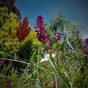 Giardino di BeBrettino Atipico. Un into the wild tranquillo