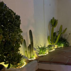 A garden outside Terra Aloé