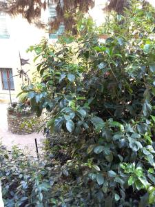 Giardino di Ai Gabbiani