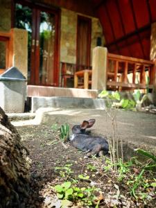 Follow The Rabbit Bungalow外面的花园
