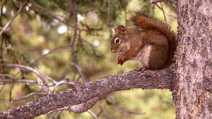 una ardilla sentada en una rama de árbol comiendo una nuez en Forest Villa,good view,biggest pool 78 m2,summer resort,Heights,cute squirrel,in City of misic, en Liria