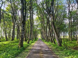 a dirt road through a forest with trees at The Gate Lodge in Latheron