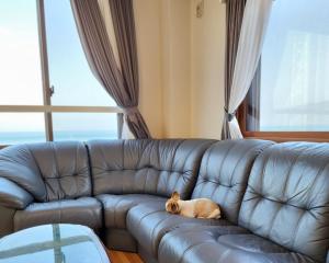 淡路市にあるTiz wan 明石大橋のリビングルームの革張りのソファに寝た猫