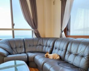 a cat laying on a leather couch in a living room at Tiz wan 明石大橋 in Awaji