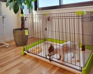 un chat dans une cage dans une pièce dans l'établissement Tiz wan 明石大橋, à Awaji