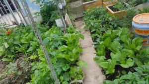einen Garten mit grünen Pflanzen und einem Eimer in der Unterkunft Homestay HP Rạch Giá in Rạch Giá