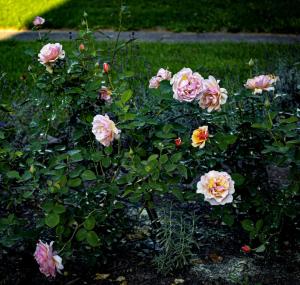 a group of pink roses in a garden at Home Inn The Heart of the Finger Lakes in Geneseo