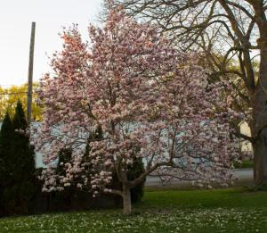 uma árvore com flores cor-de-rosa num quintal em Home Inn The Heart of the Finger Lakes em Geneseo