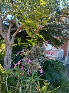 a tree with pink flowers in front of a building at Prama 'e Mari in Oristano