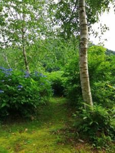 a path through a forest with trees and blue flowers at kaso Space kamiyama Log House 