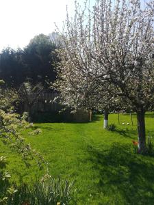 a flowering tree in a field of green grass at Le Gîte insolite Gonnedouillé in Gonneville-en-Auge