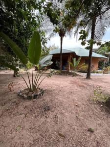 una pequeña palmera frente a una casa en Complete House in the jungle, near the sea. en Kafountine