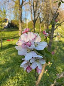 Zahrada ubytování B&B Boerderij De Vaete - Duurzaam genieten in de zak van Zuid-Beveland