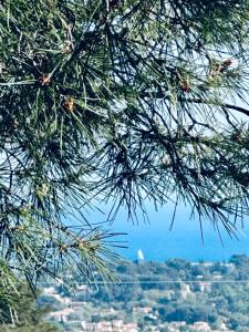 a view from the branches of a pine tree at MAISON indépendante VUE MER au cœur de la NATURE in Toulon