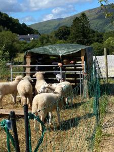 un grupo de ovejas están de pie en un corral en Croft View, en Taynuilt
