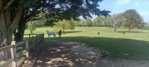 un cavallo in piedi in un campo vicino a una recinzione di Les Grands Bois a La Flèche